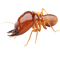 Termite